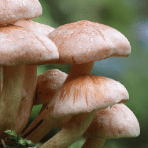 regno dei funghi