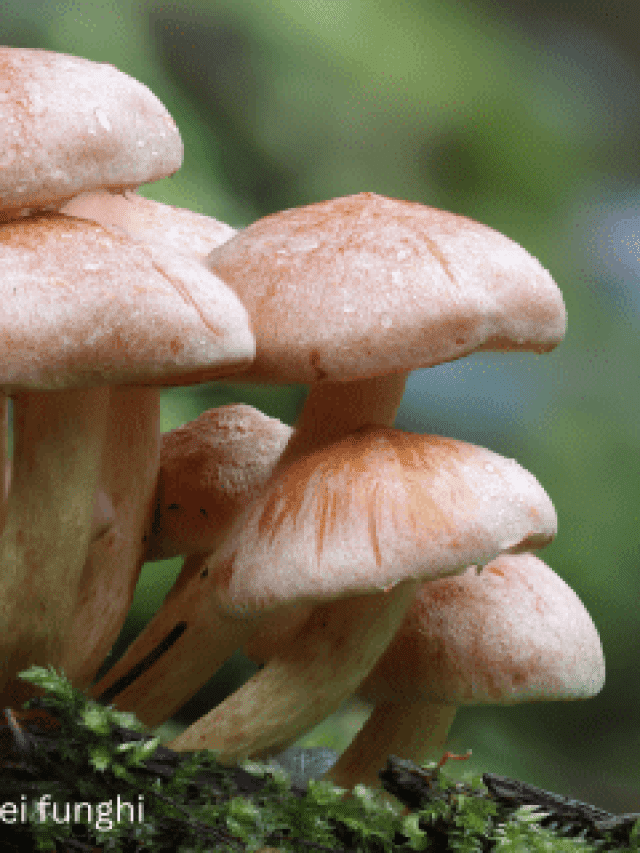 Classificazione dei Funghi le Specie Fungine